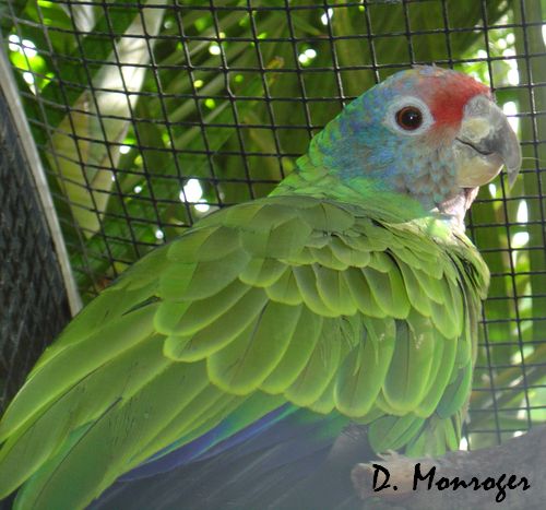 Loro Parque 33.jpg