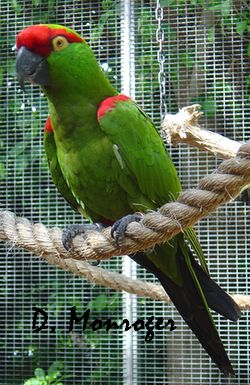 Loro Parque 9.jpg