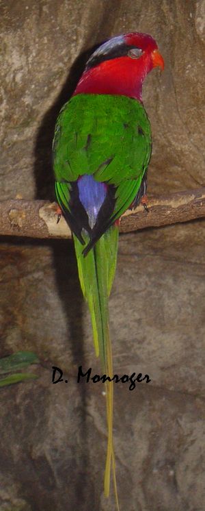 Loro Parque 25.jpg