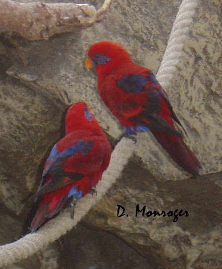 Loro Parque 26.jpg