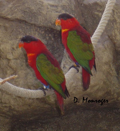 Loro Parque 27.jpg