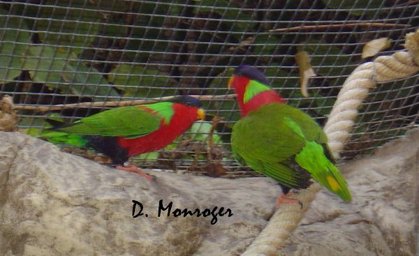 Loro Parque 28.jpg