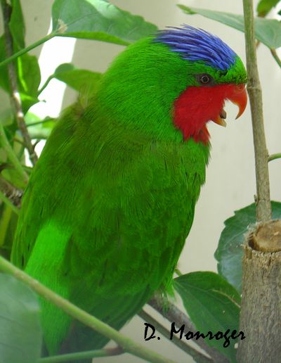 Loro Parque 24.jpg