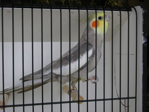 calo cinnamon 2.JPG