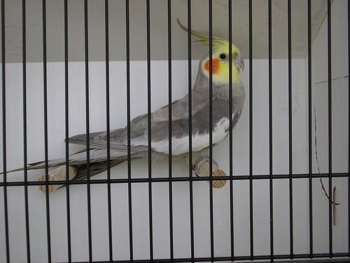 calo cinnamon 1.JPG
