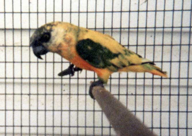 you pied  1.jpg