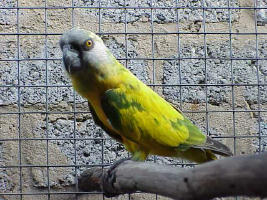 Pied senegal.jpg