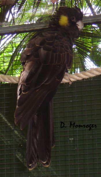 Loro Parque 30.jpg