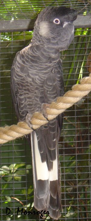 Loro Parque 31.jpg