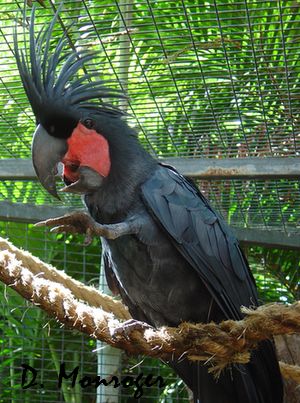 Loro Parque 5.jpg