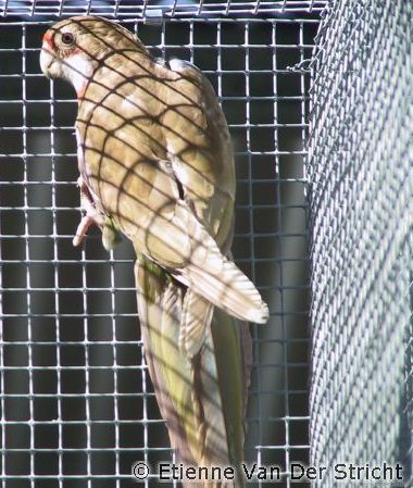 rosellas.jpg