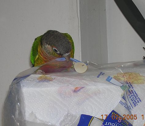 sopalin2.jpg