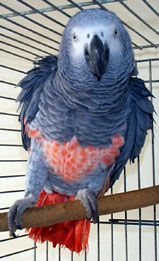 GRIS DU GABON.jpg