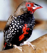painted_finch2.jpg