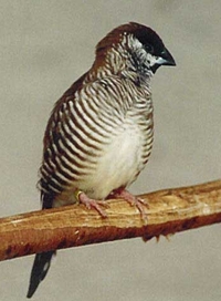 birds fotos.jpg