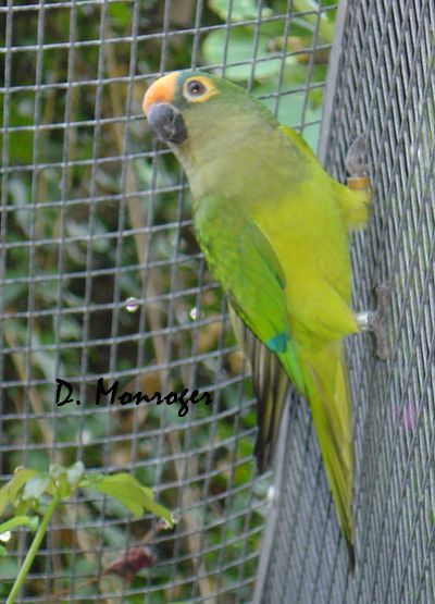Loro Parque 31.jpg