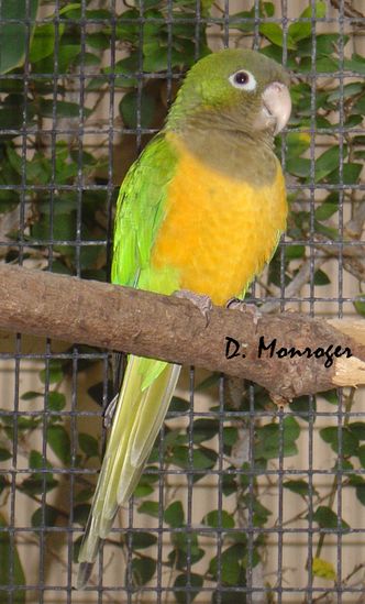 Loro Parque 32.jpg