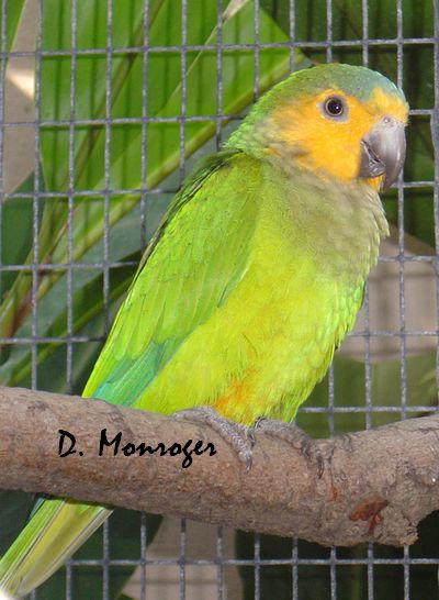 Loro Parque 39.jpg