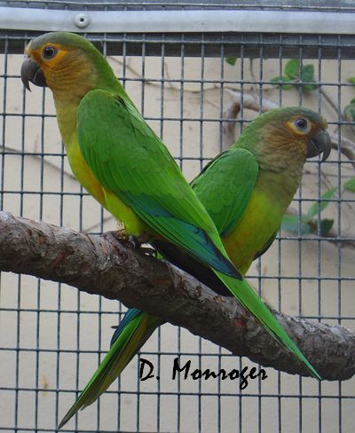 Loro Parque 40.jpg