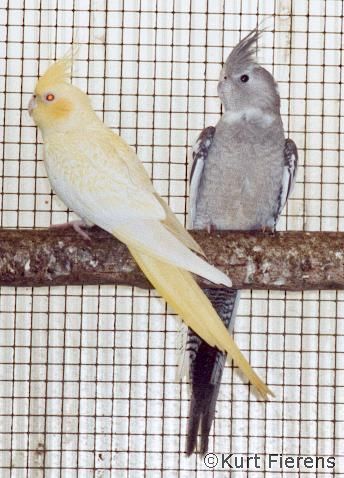 parkiet_australischeenmutaties_062.jpg