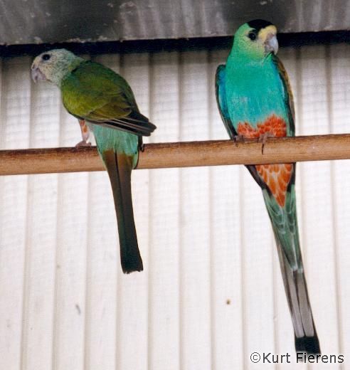 parkiet_australischeenmutaties_046.jpg