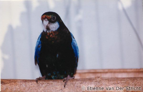 parkiet_australischeenmutaties_104.jpg
