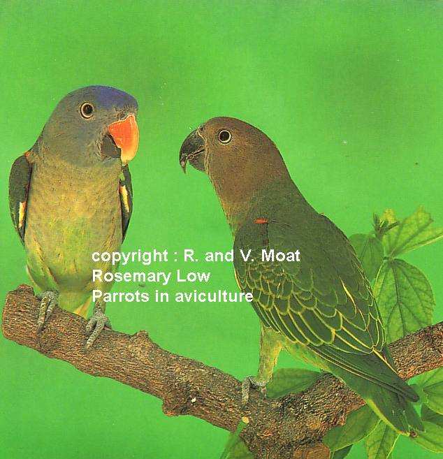 Blue-R Parrot Nominale.jpg
