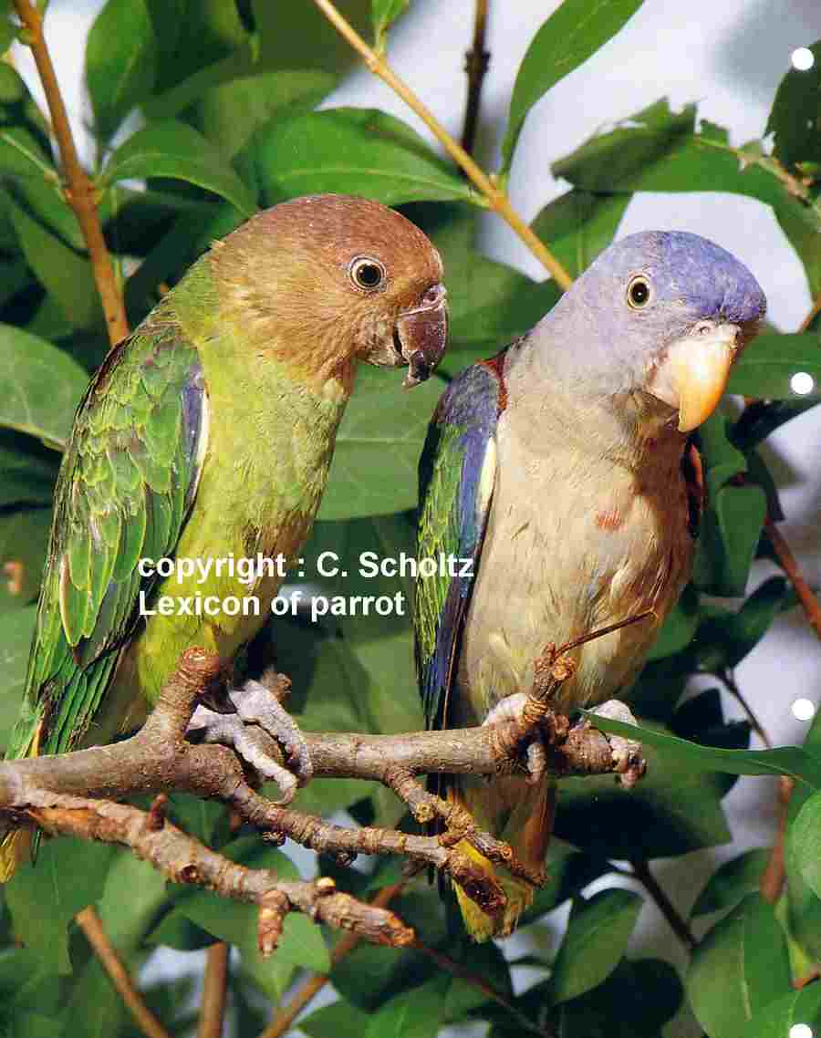 blue-rumped parrot.jpg