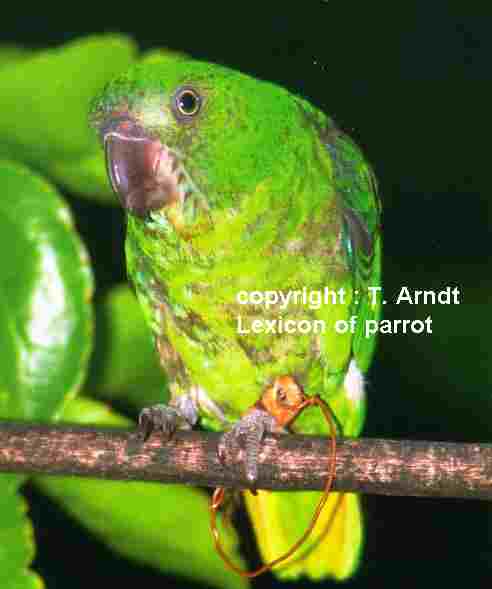 Siumat B-R Parrot femelle.jpg