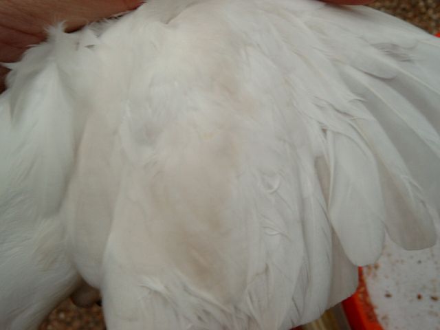 MALE ALBINO.jpg