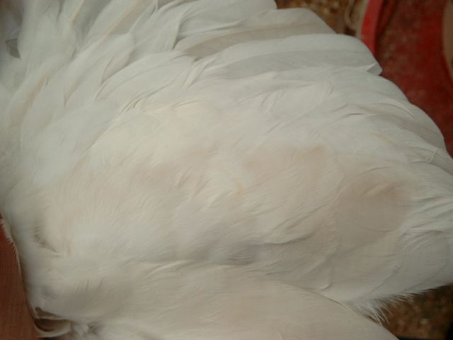 MALE ALBINO2.jpg