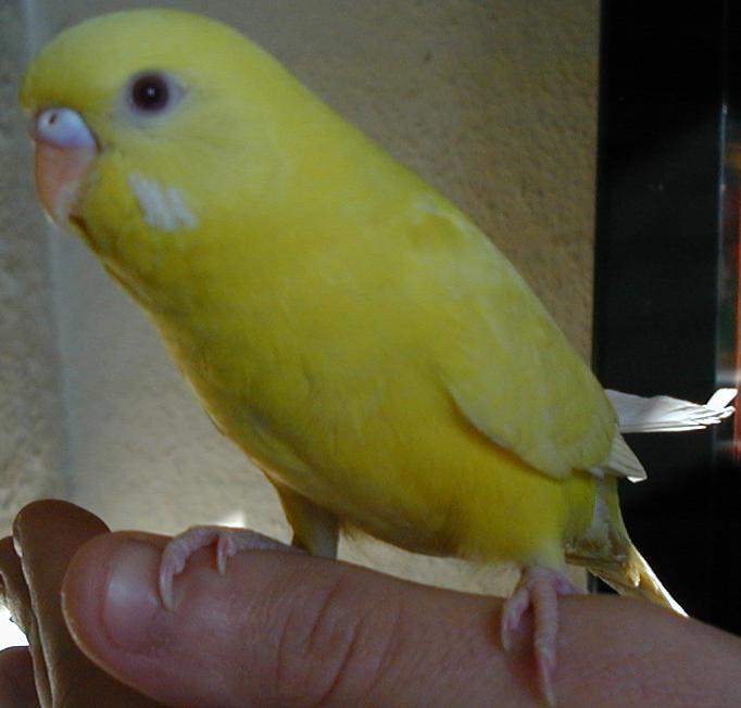 mimosa.jpg