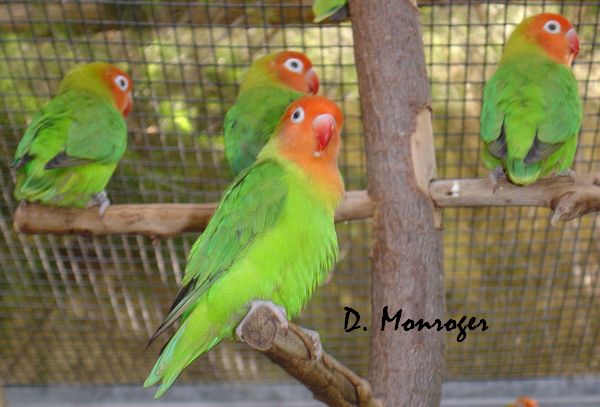 Loro Parque 3.jpg