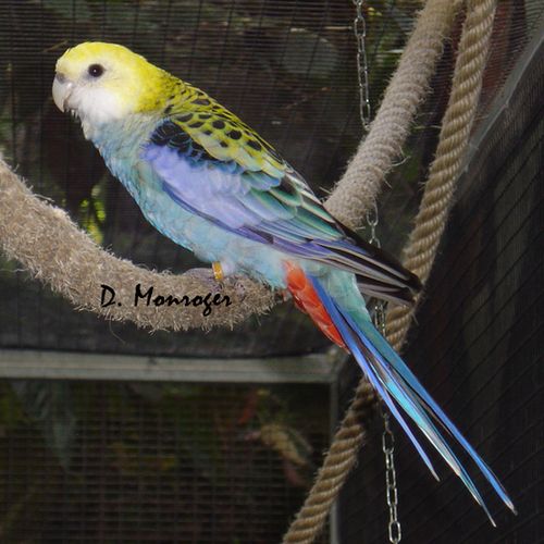 Loro Parque 16.jpg