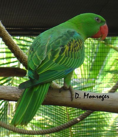 Loro Parque 23.jpg