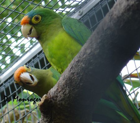 Loro Parque 33.jpg