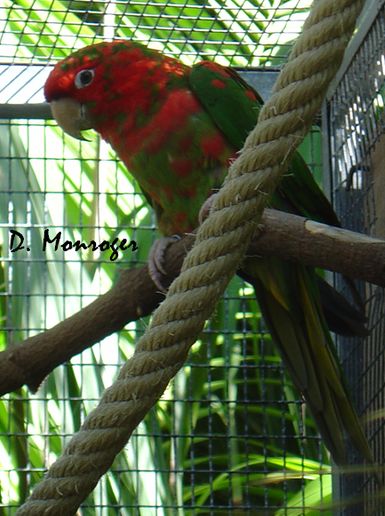 Loro Parque 36.jpg