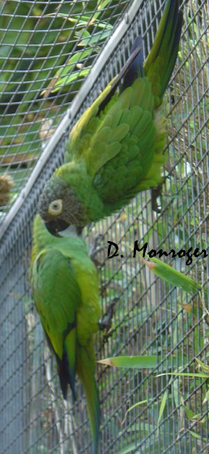 Loro Parque 42.jpg