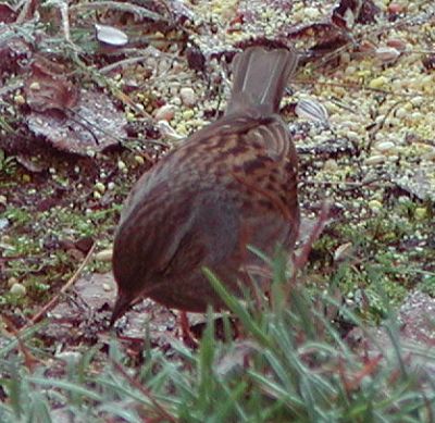 dunnock.jpg