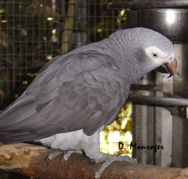 Loro Parque 7.jpg