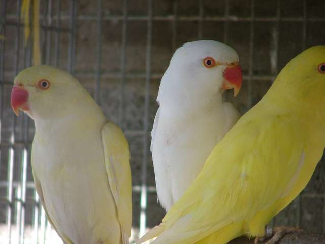 Crem-Alb-Lut.jpg