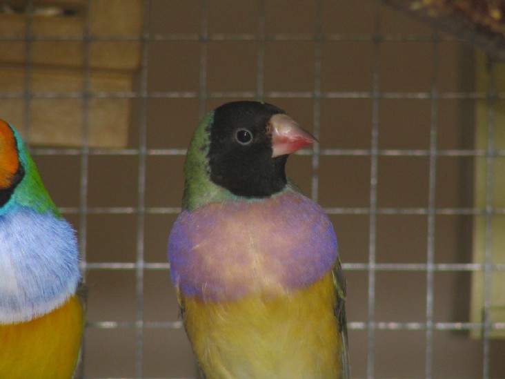 ois 007.jpg