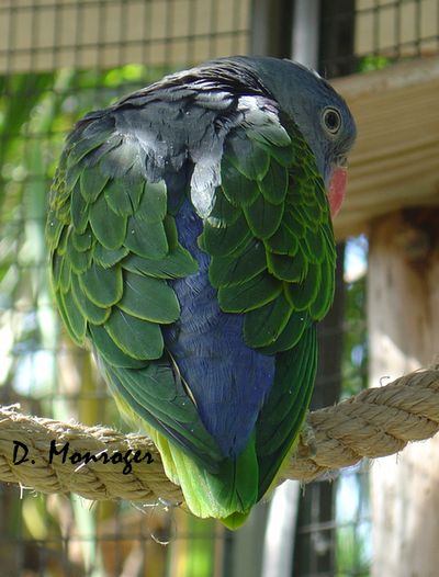 Loro Parque 21.jpg