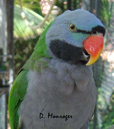 Loro Parque 59.jpg