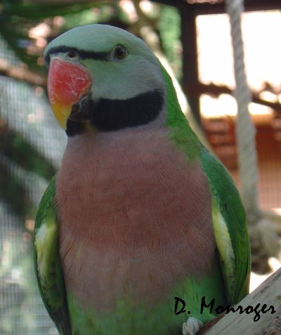 Loro Parque 60.jpg