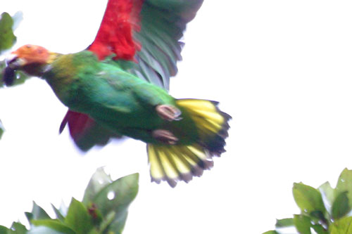 pioaur7242.jpg