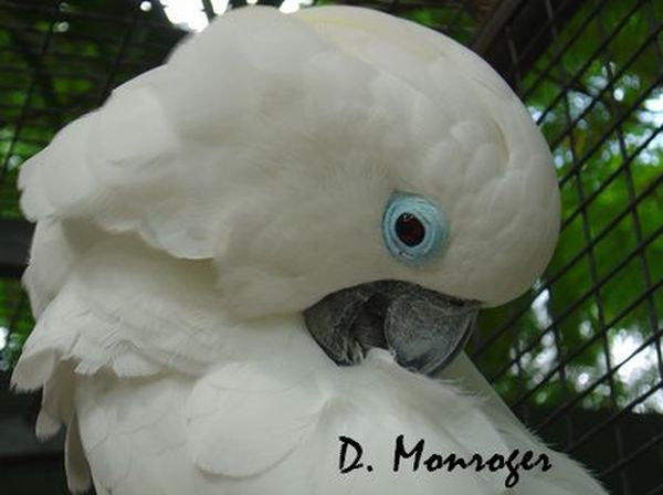 Loro Parque 74.jpg