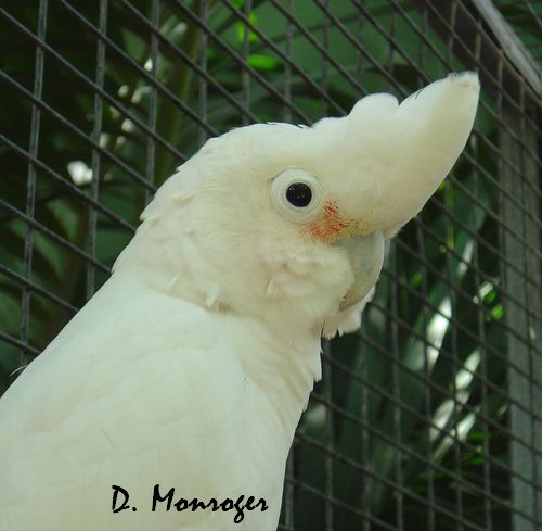 Loro Parque 75.jpg
