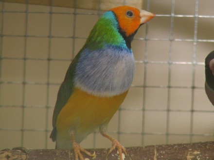 goulds 015.jpg