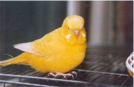 papatte1.jpg
